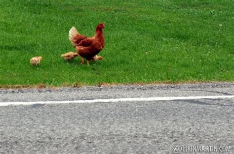 Juego chicken road - Descubre el MISTERIO DE LA CARRETERA DE POLLO EN ESPAÑA