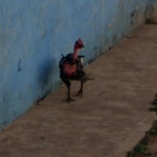 Best jugar chicken road in Spain